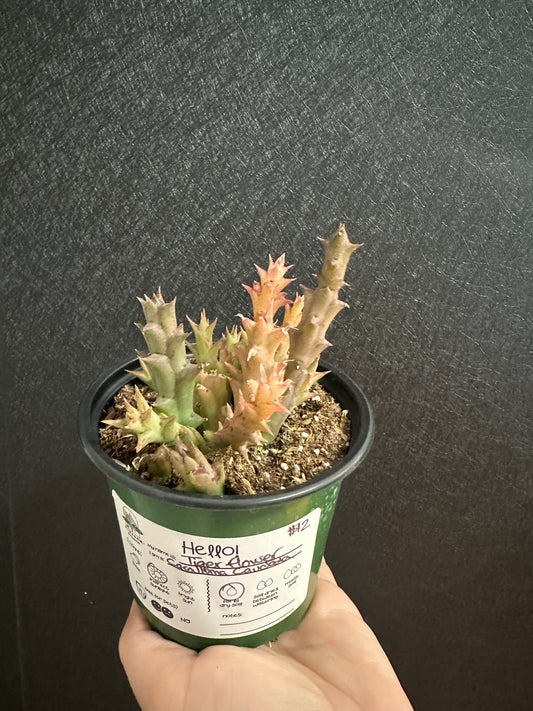 Tiger Flower Caralluma Caudata