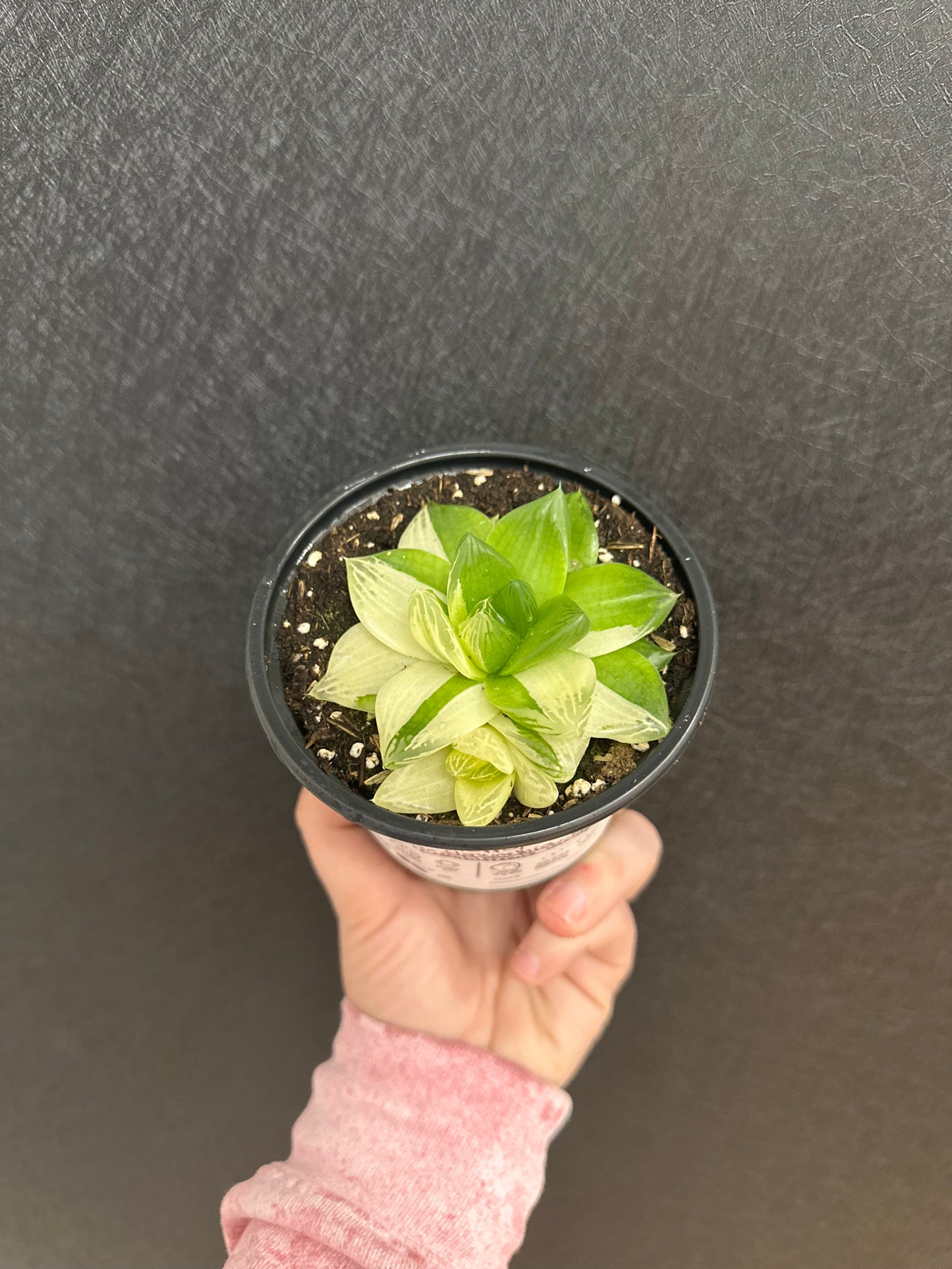 Haworthia Variegated