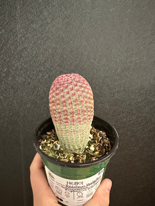 Rainbow Hedgehog echinocereus rigidissimus rubrispinus