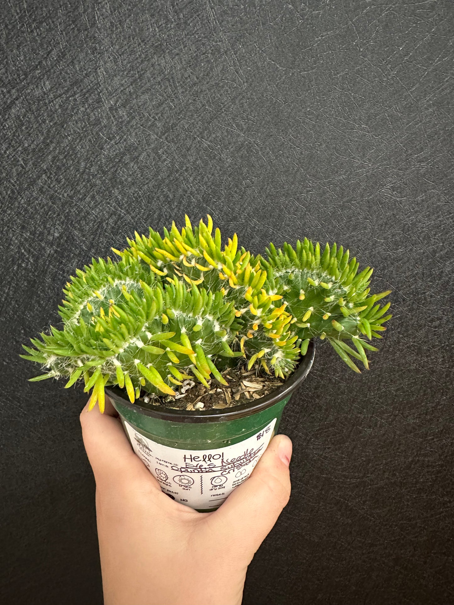 Eve’s Needle Opuntia subulata cristata