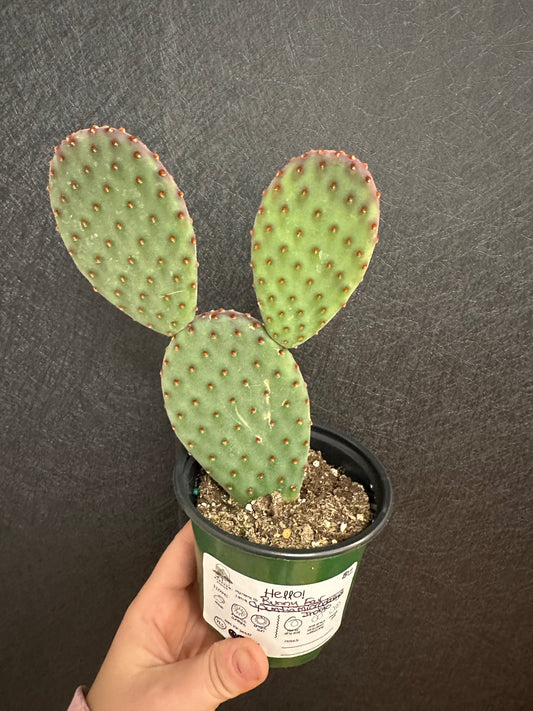 Bunny Ear Cactus 4in