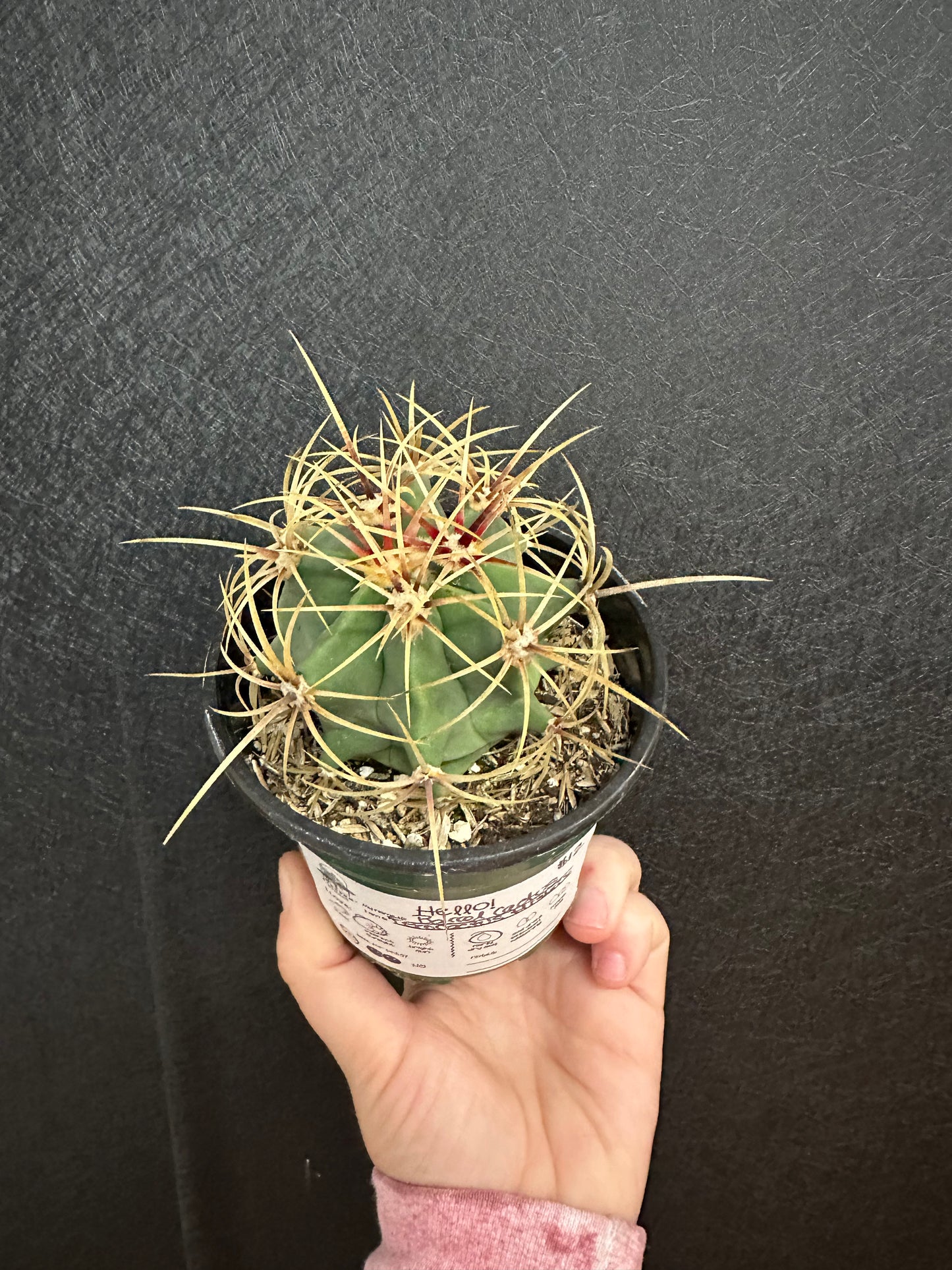 Barrel Cactus
