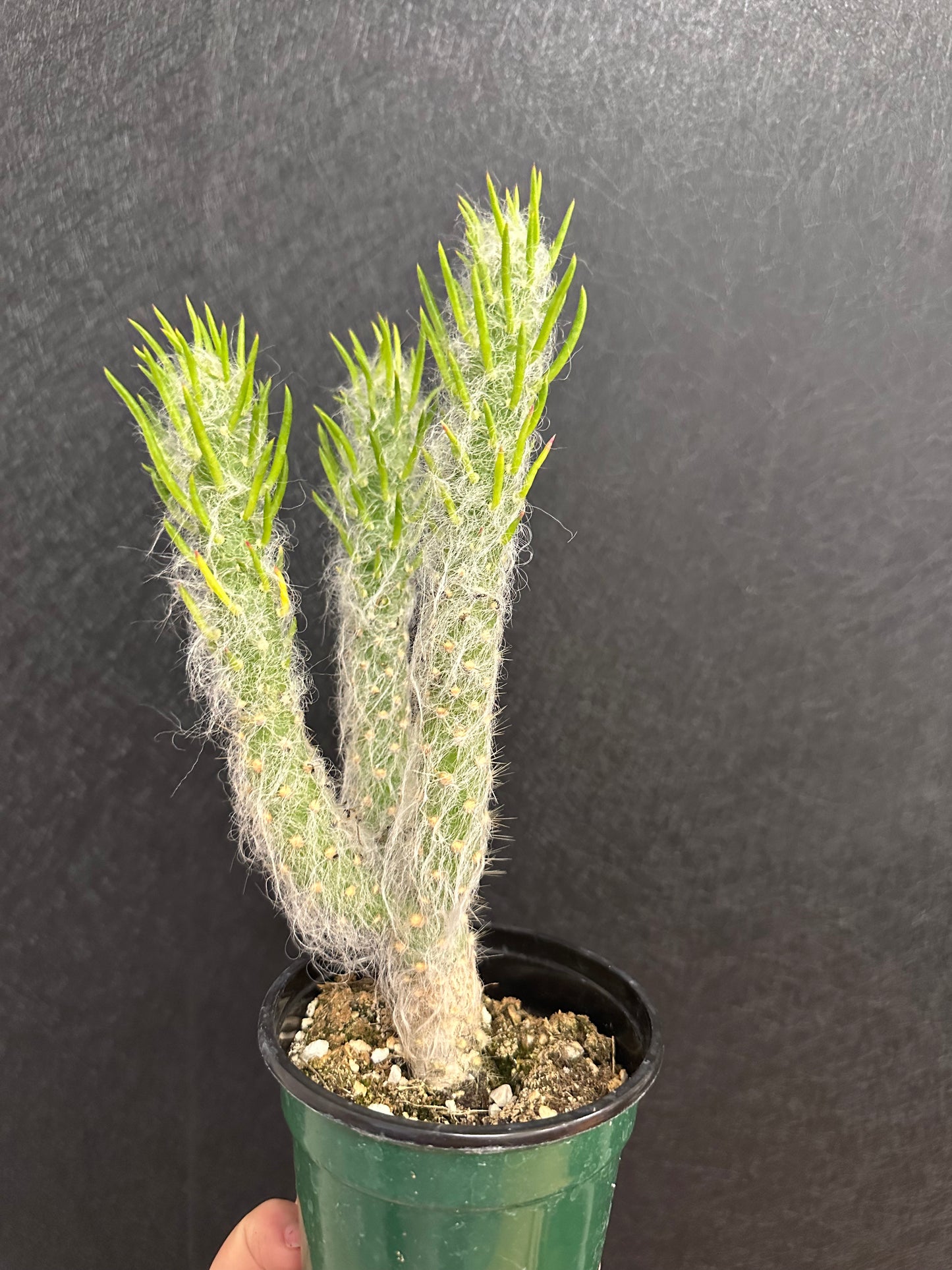 Cloak opuntia
