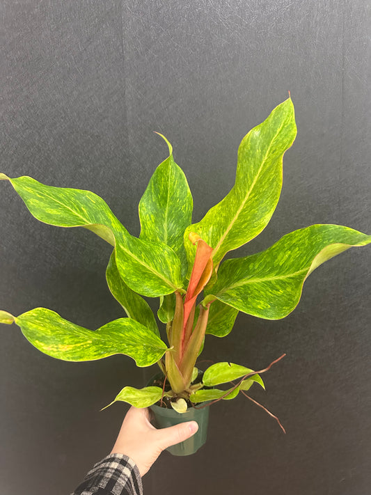 Philodendron Orange Marmalade 4in