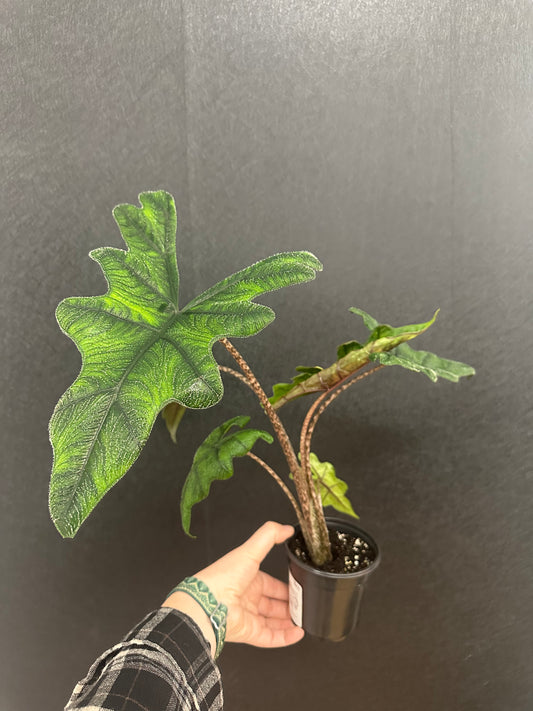 Alocasia Jacklyn 4in