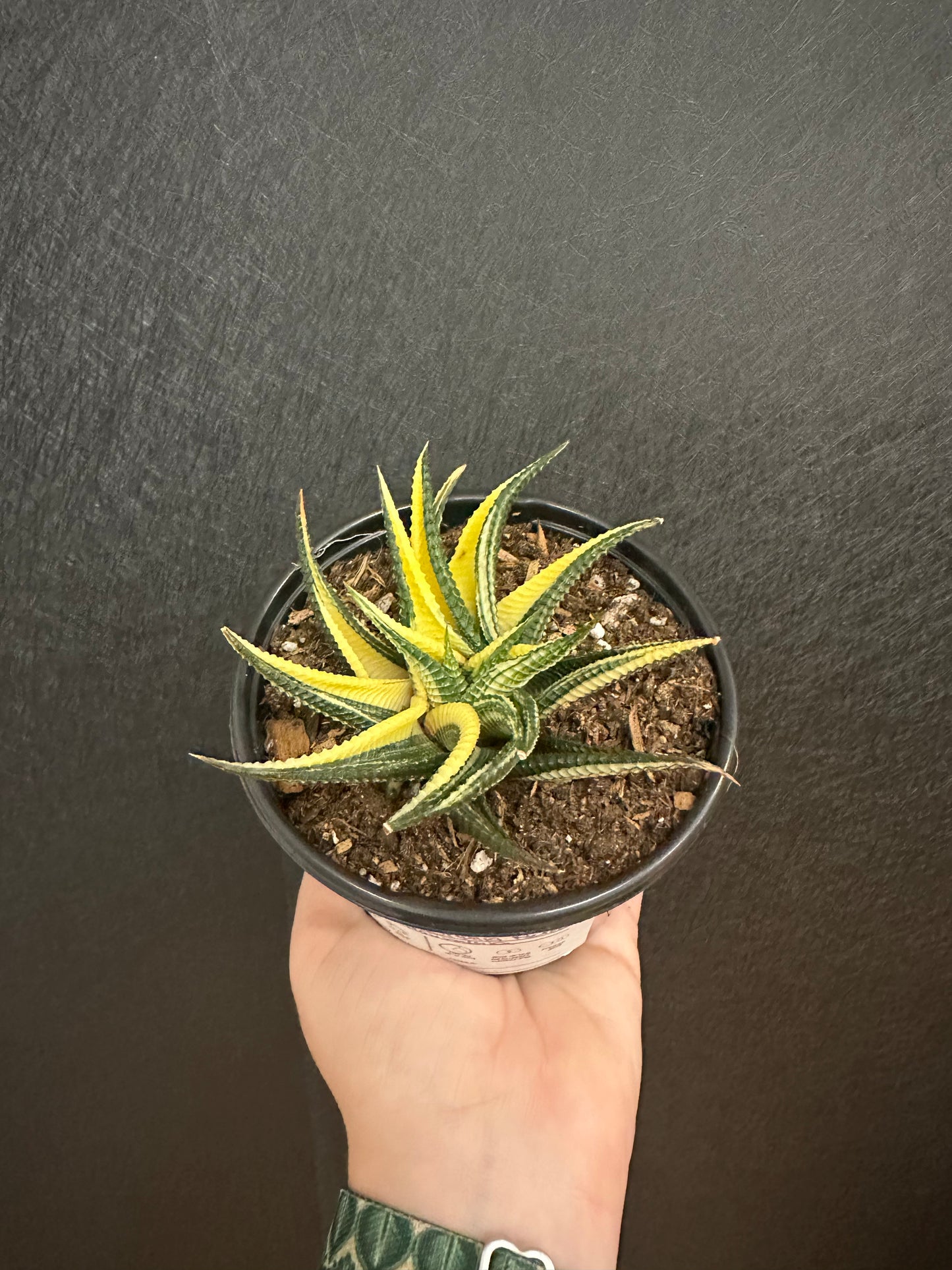 Haworthia Aurea 4in