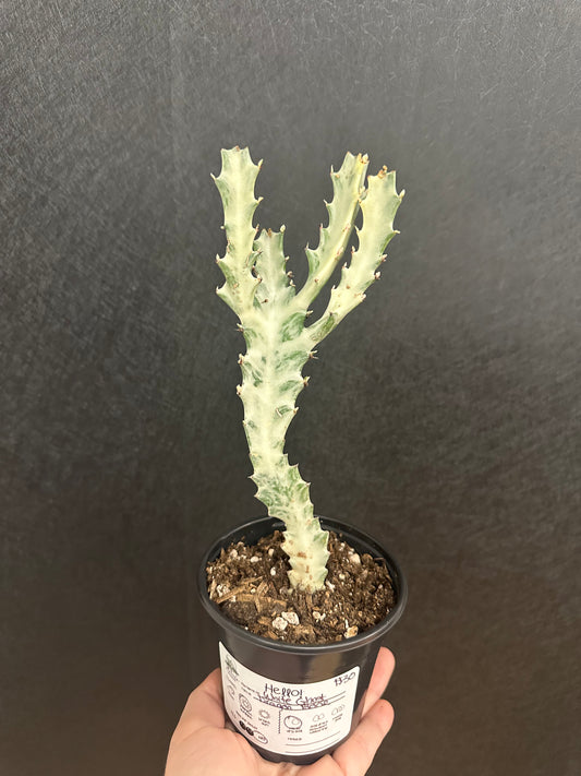 White Ghost Dragon Bone Cactus