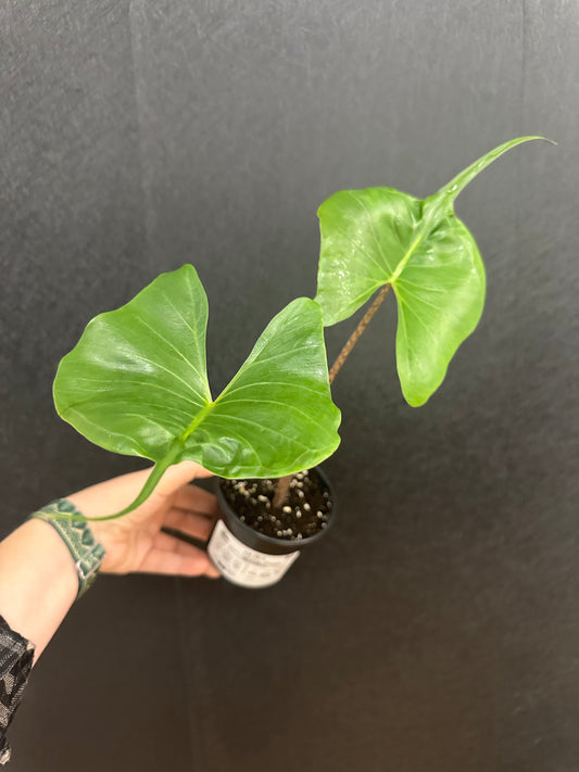 Alocasia Stingray 4in