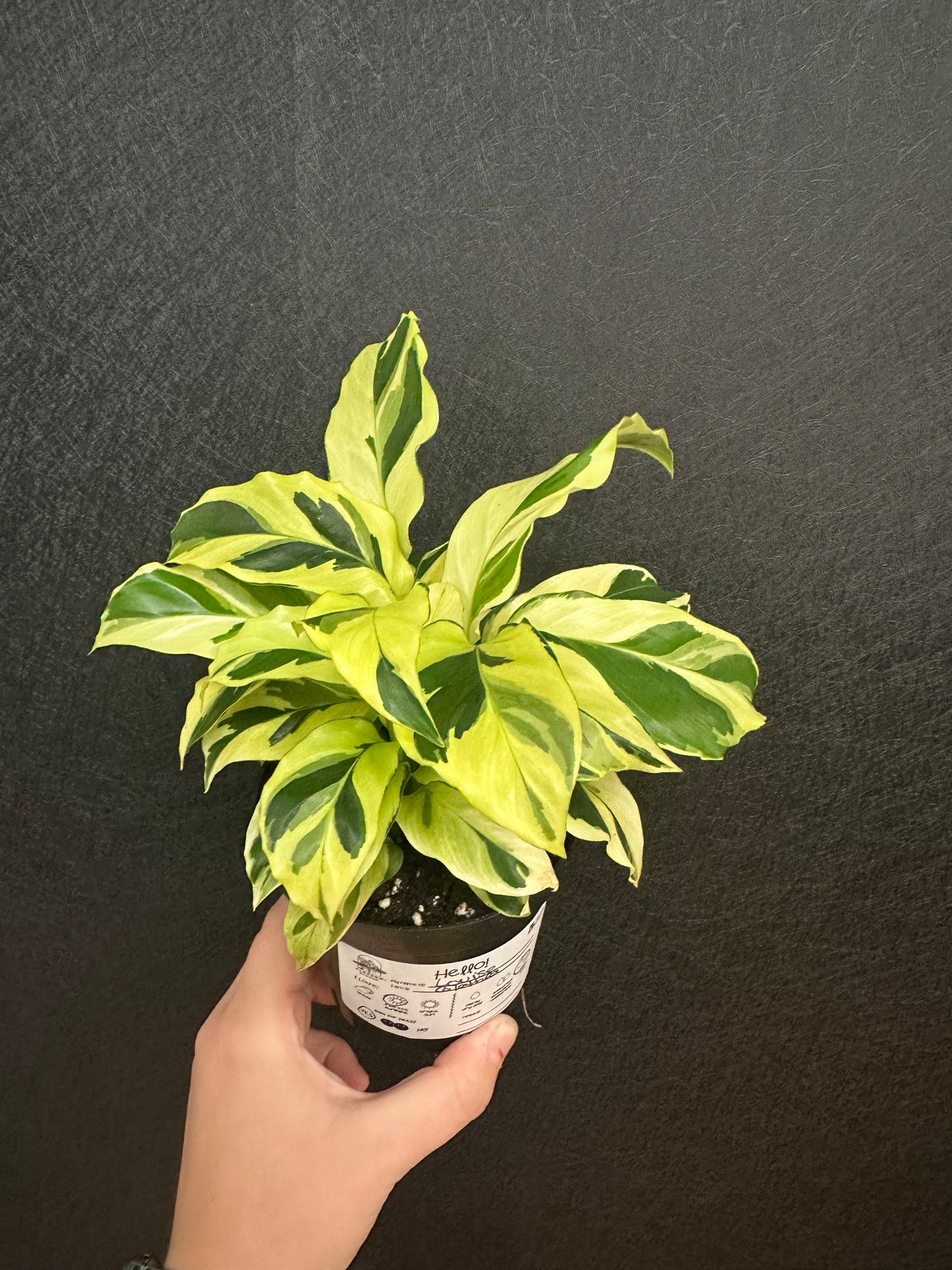 Calathea Louise 4in