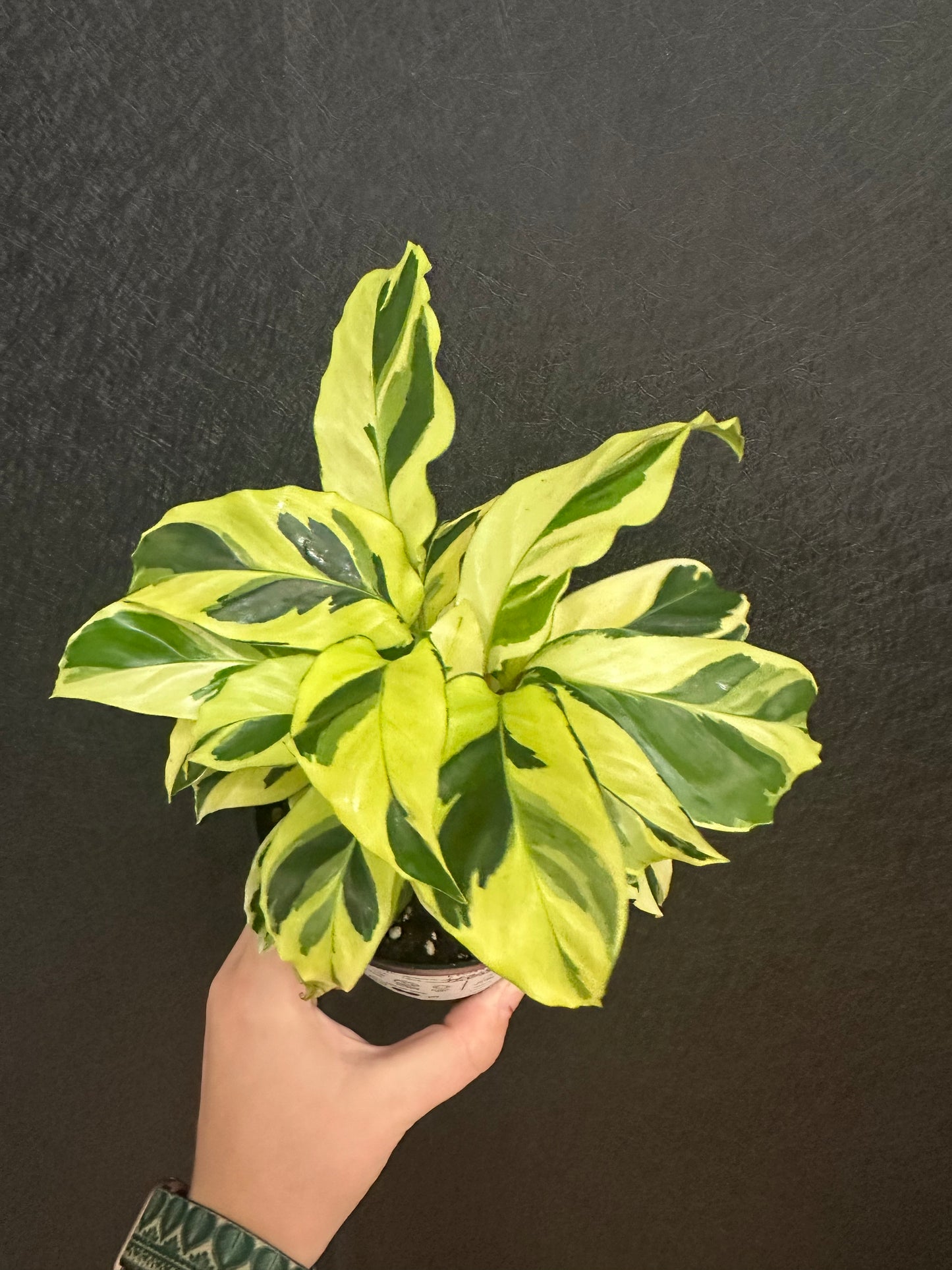 Calathea Louise 4in