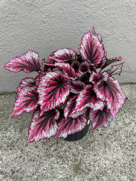 Shadow King Begonia 2 gallon