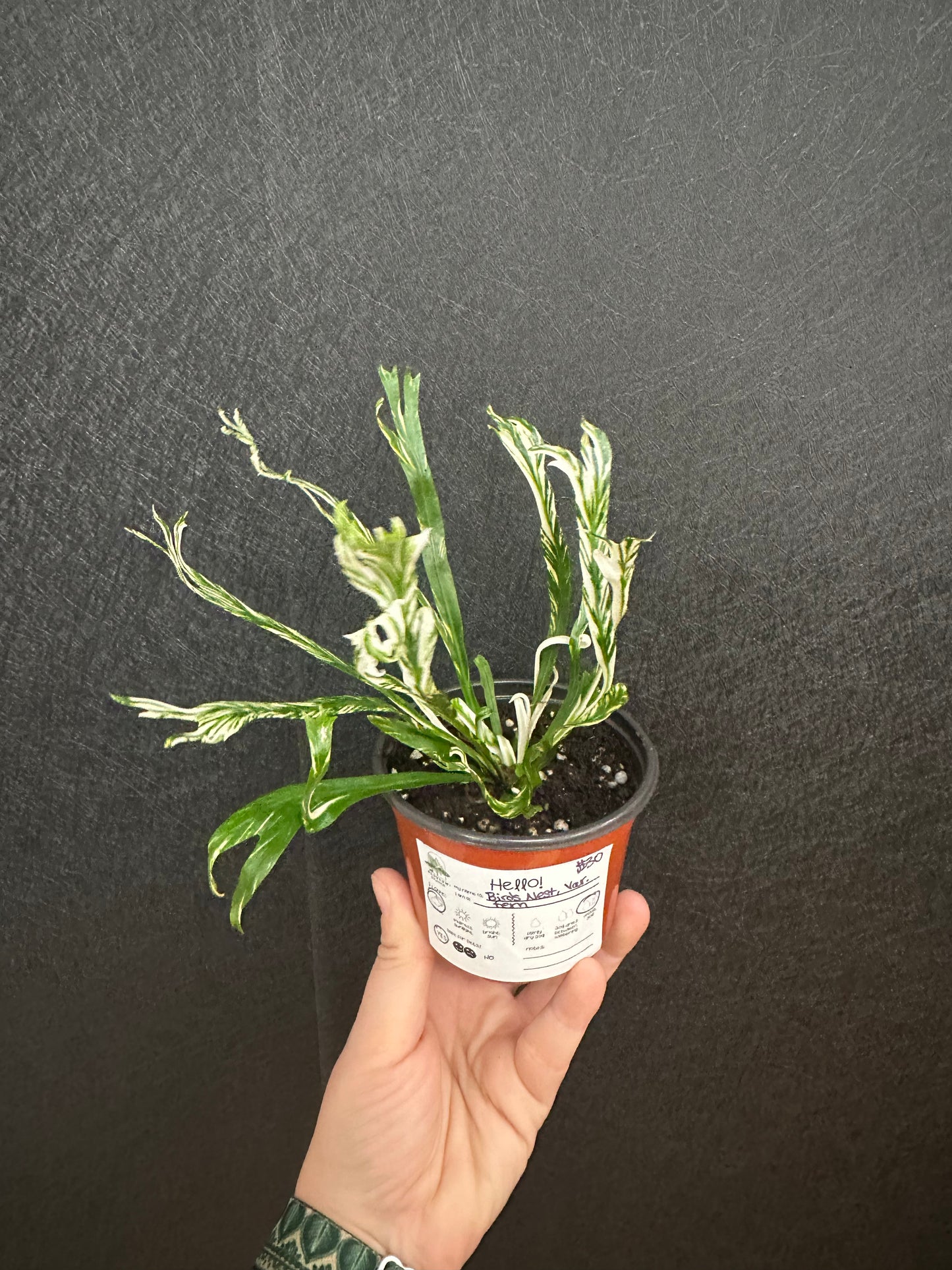 Birds Nest Fern, Variegated