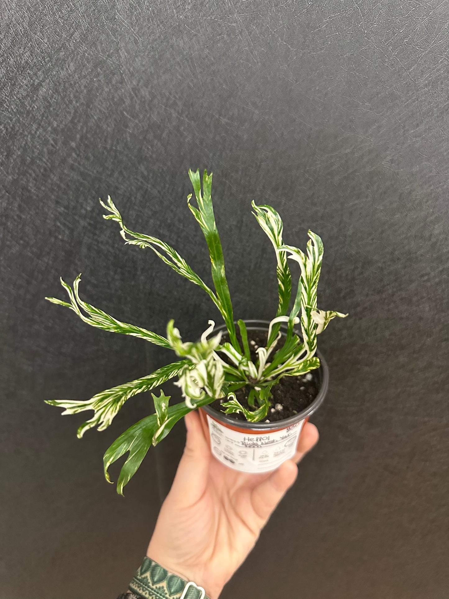 Birds Nest Fern, Variegated