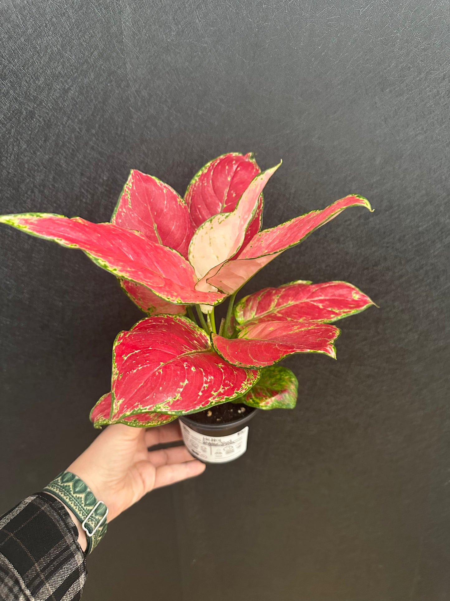 Super Red Aglaonema 4in