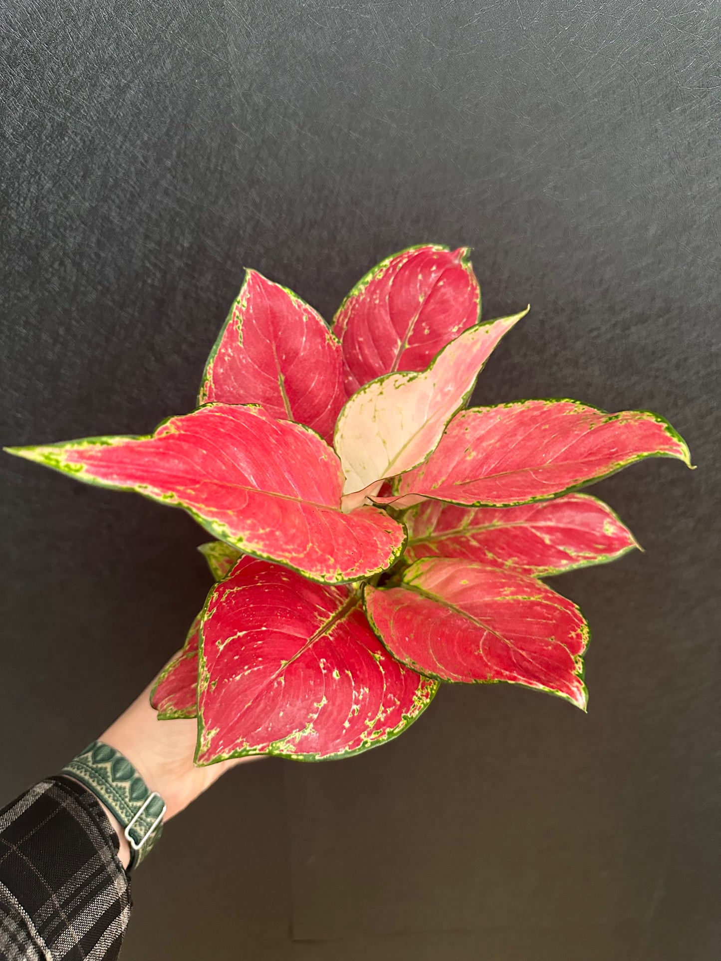 Super Red Aglaonema 4in