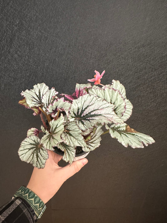 Cherry Mint Begonia 4in