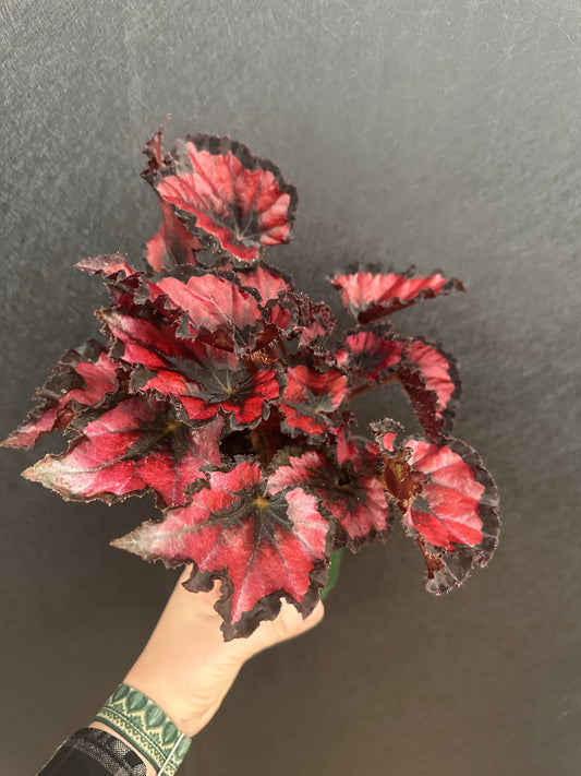 Red Robin Begonia 4in