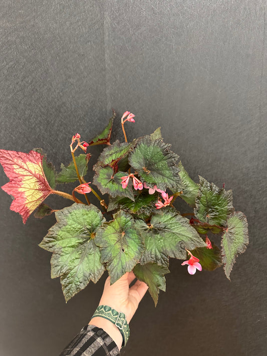 Thin Mint Rex Begonia 4in