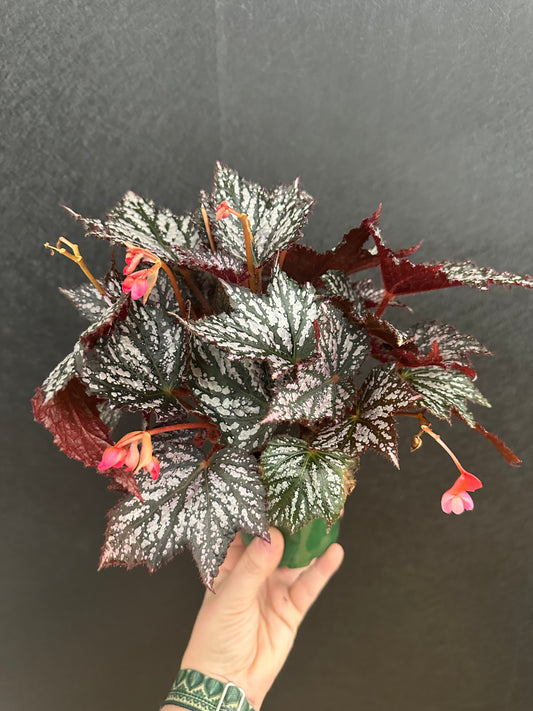 Bewitched Silver Begonia 4in