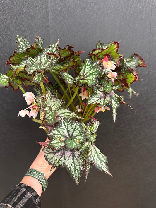 Cherry Mint Begonia 4in