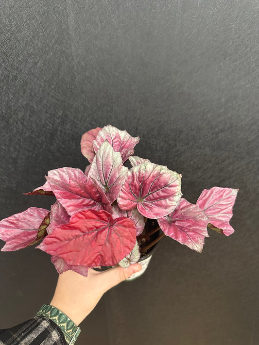 Lava Red Begonia 4in