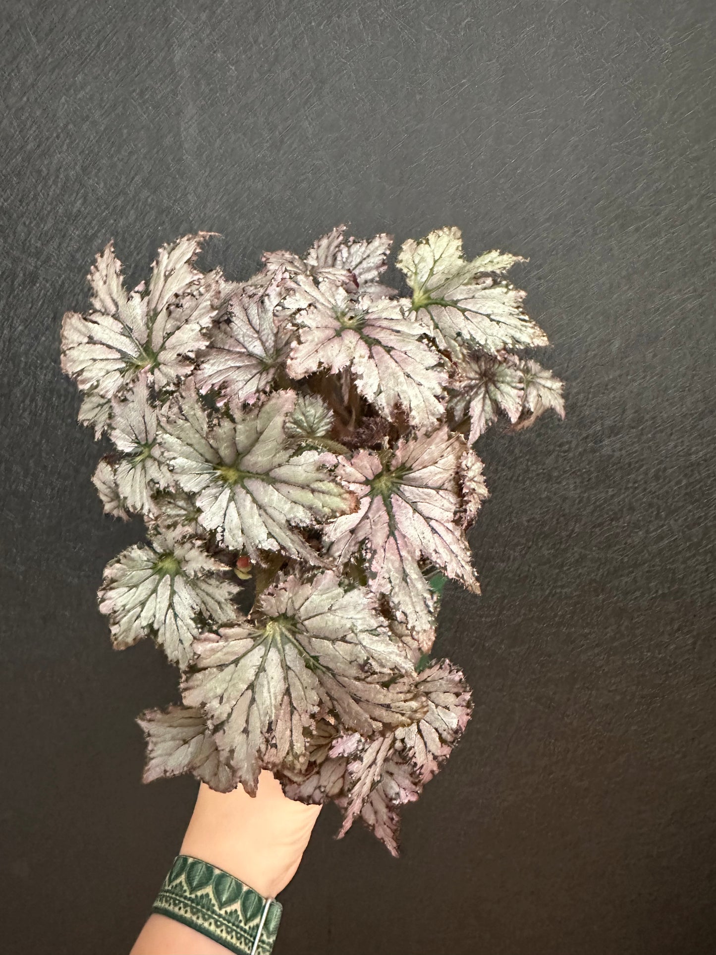 Bewitched Begonia 4in