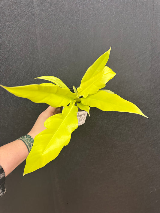 Philodendron Golden Crocodile 4in