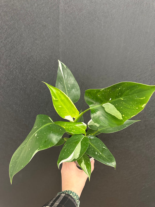 Philodendron White Wizzard 4in