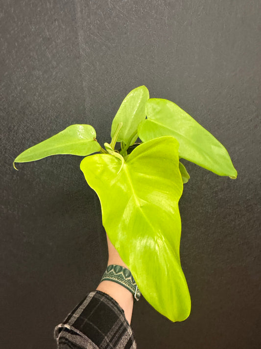 Philodendron Golden Violin 4in