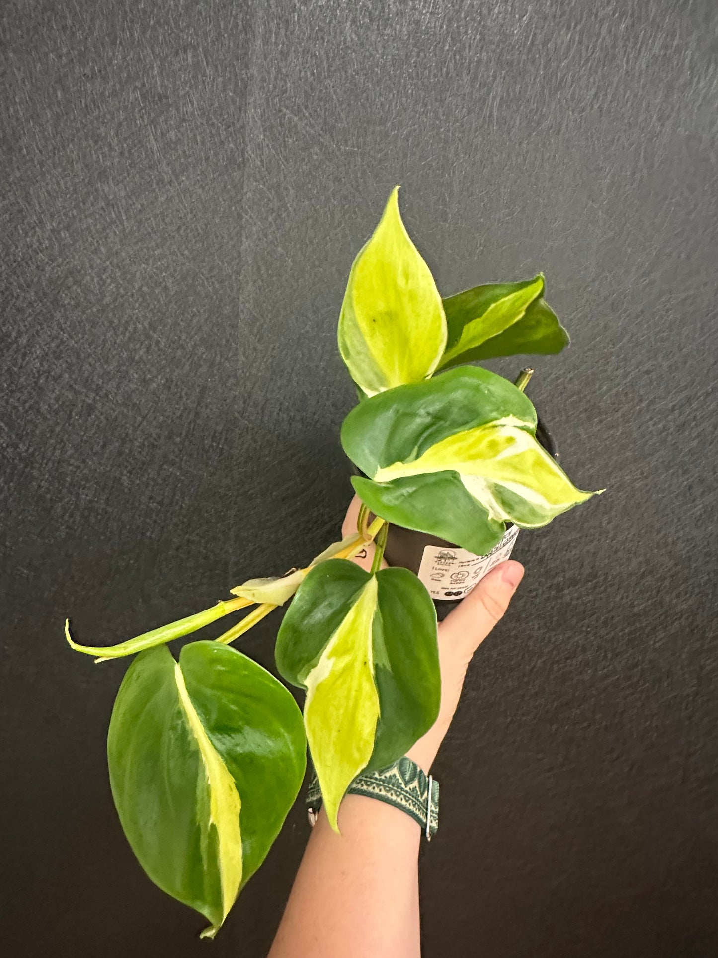 Philodendron Brasil Cream Splash 4in