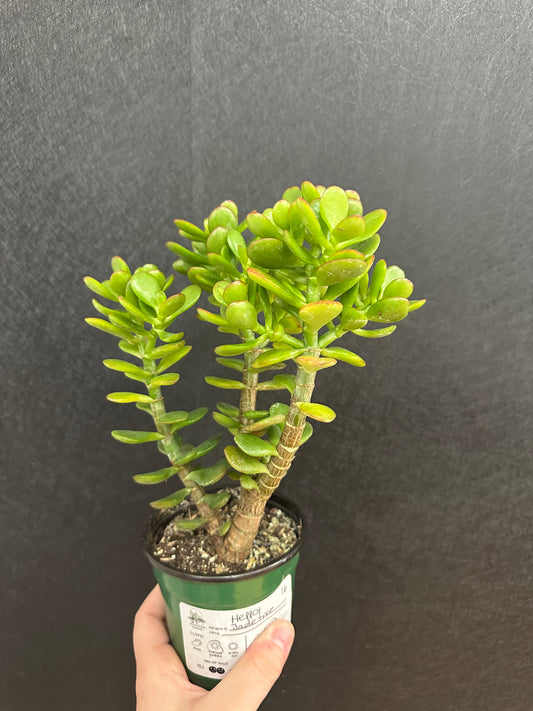 Jade Tree 4in