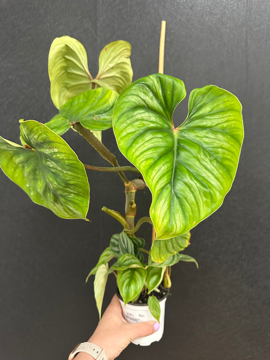 Philodendron Plowmanii 4in