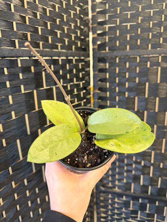 Hoya Silver Dollar 4in