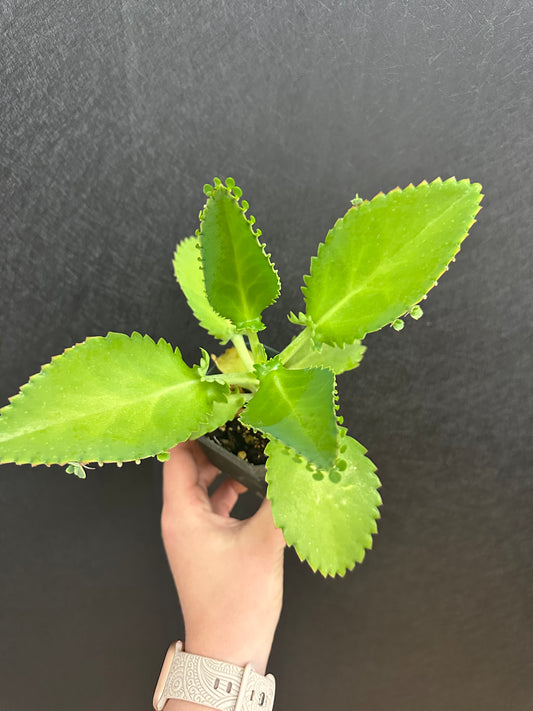 Mother of Thousands 3in
