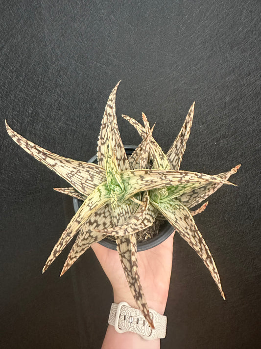 Guido Aloe 4in
