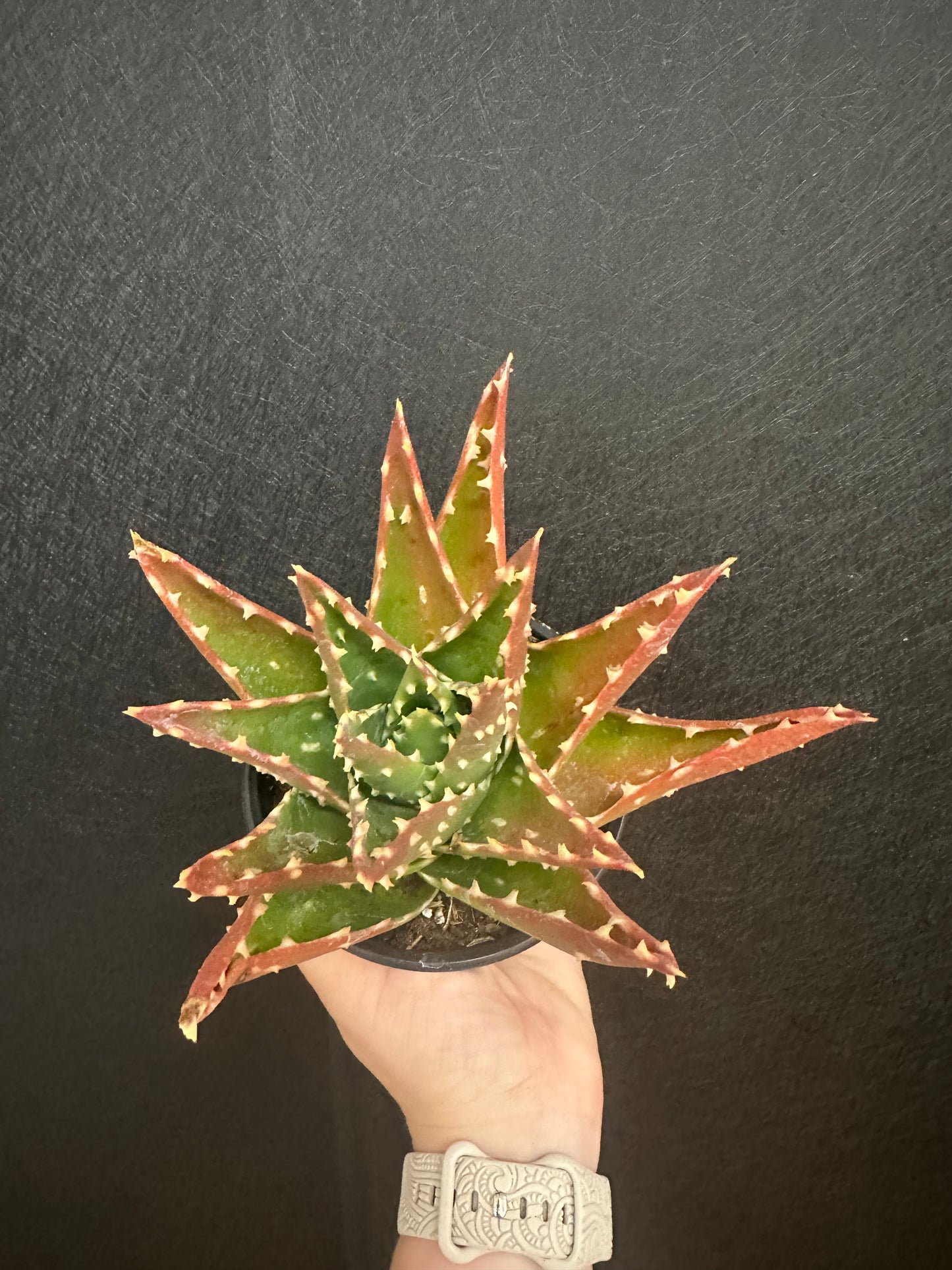 Tiger Tooth Aloe 4in