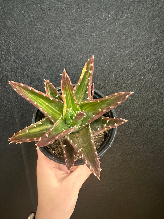 Squarrosa Aloe 4in