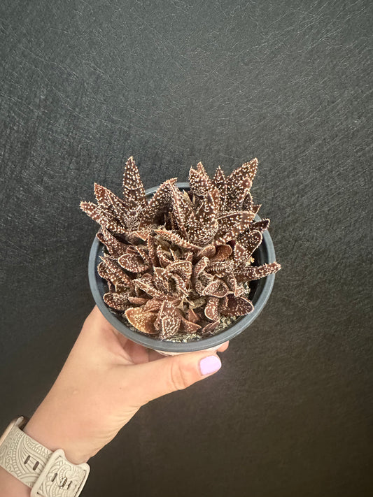 Twilight Aloe 4in