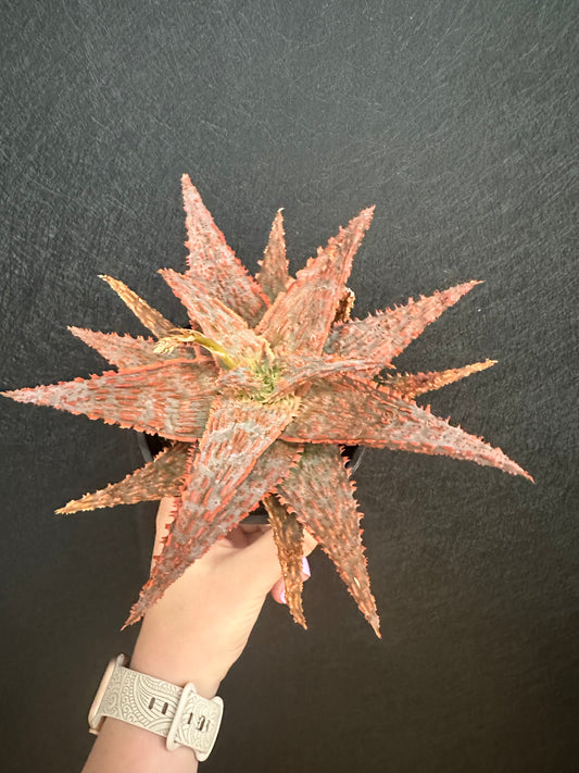 Marmalade Aloe 4in
