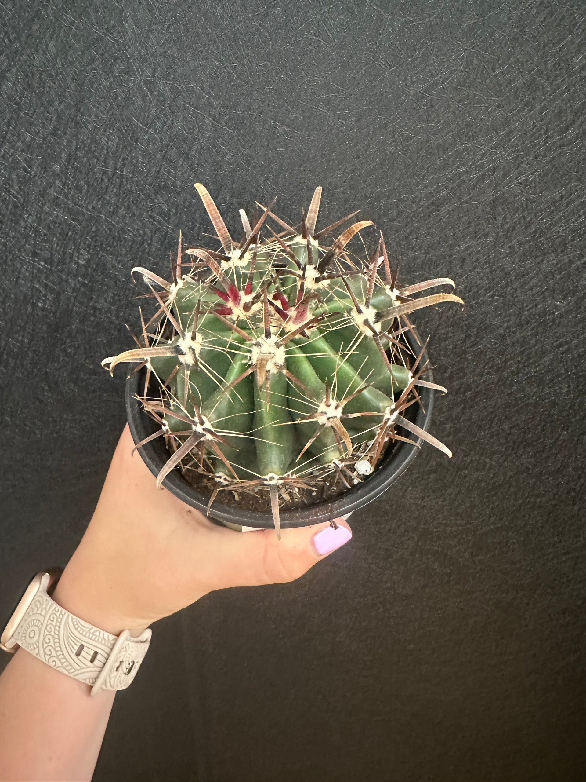 red barrel cactus Red Barrel Cactus 4in – Blossom + Branch Houseplants