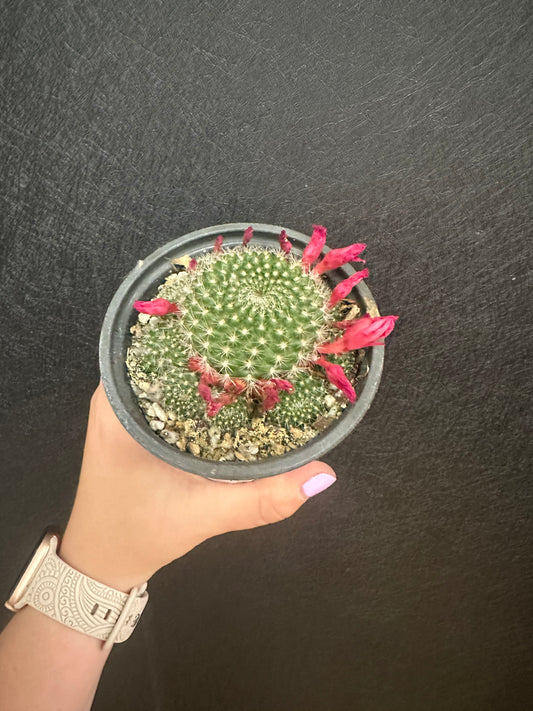 Rebutia Miniscula Cactus 4in