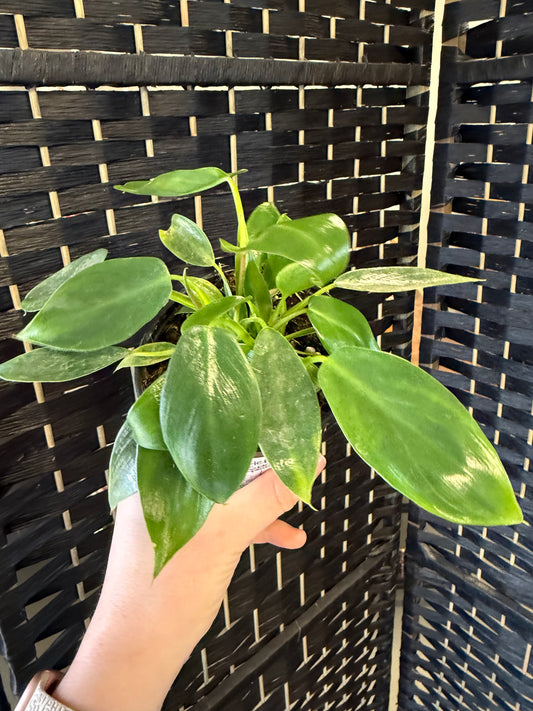 Philodendron Spiritus Sancti 4in