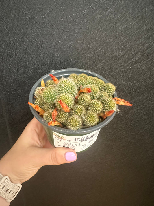 Rebutia Fabrisii 4in