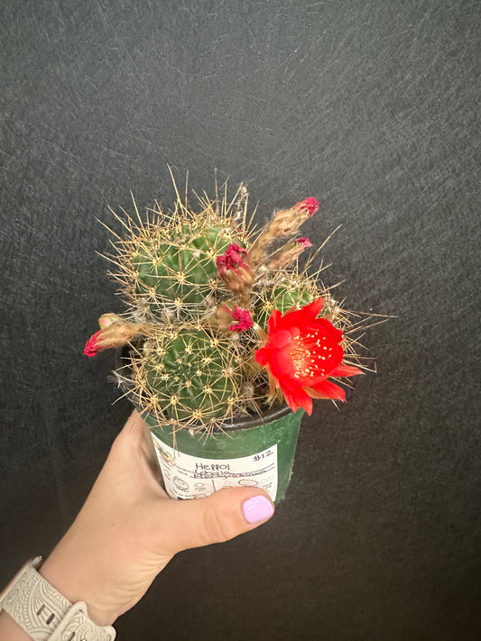 Lobivia Hertyricniana 4in