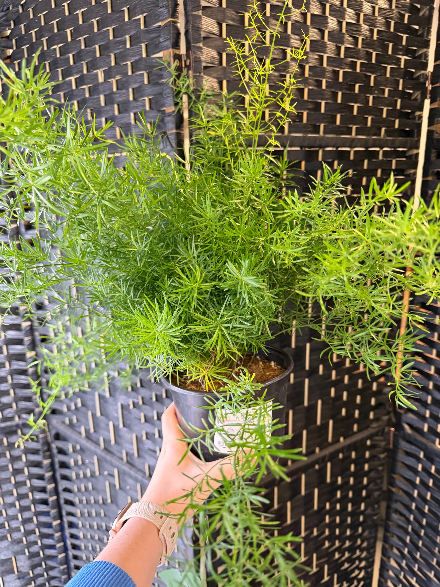 Sprengeri Fern 6in