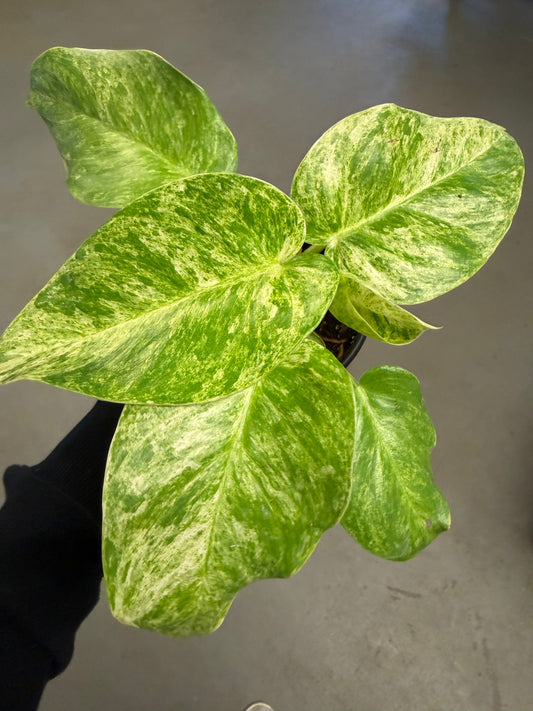 Philodendron Blizzard 4in