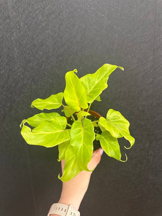 Golden Xanadu Philodendron 4in