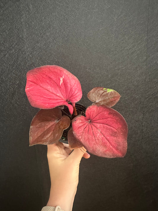 Hot Dance Caladium 4in