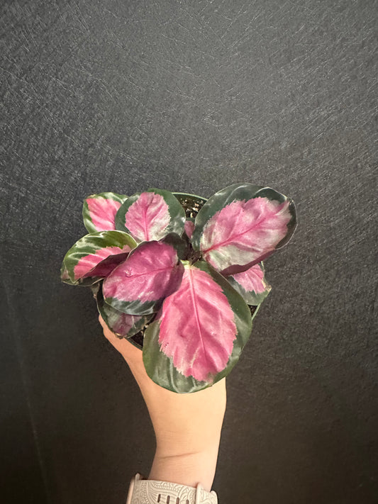 Rosy Calathea 4in