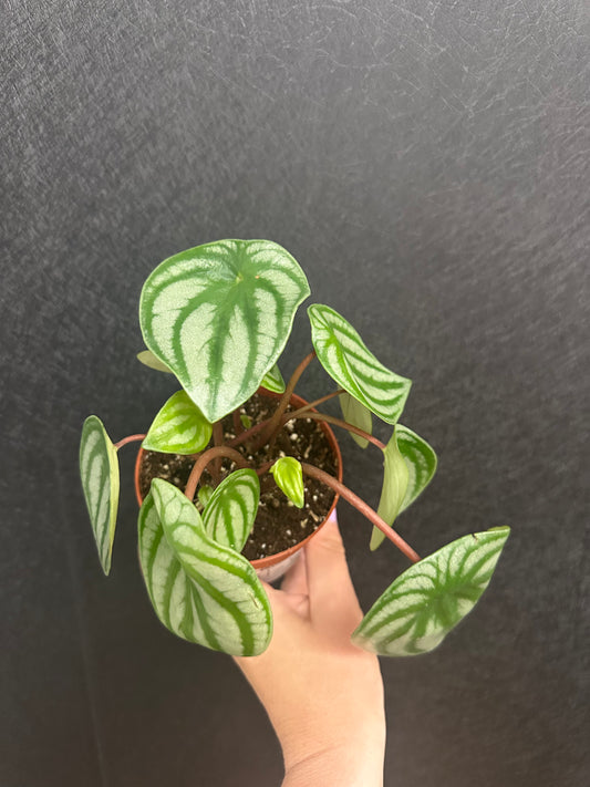 Watermelon Pepermonia 4in